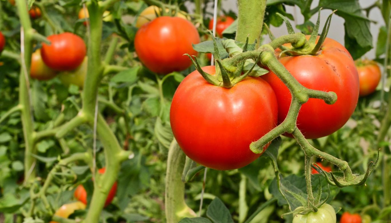 Tomate : la superficie cultivada con en Mendoza se redujo 8% durante la última temporada