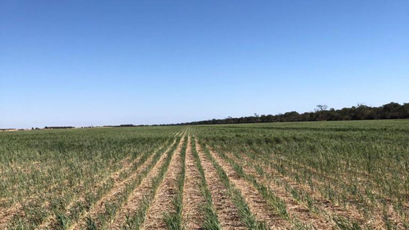 Vuelven a presentar el proyecto de ley al fomento del desarrollo agroindustrial