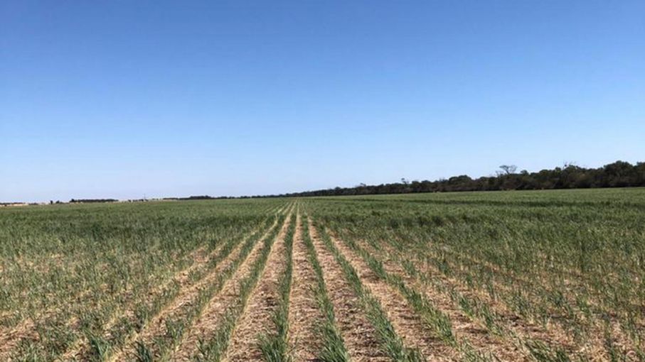 Vuelven a presentar el proyecto de ley al fomento del desarrollo agroindustrial