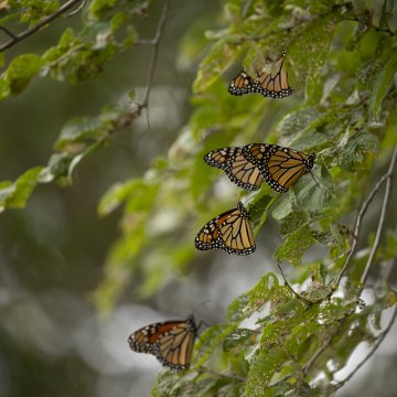 Perdida de biodiversidad, cambio climático impulsando una crisis natural creciente