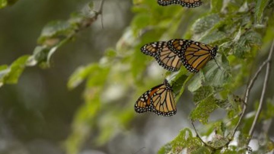 Perdida de biodiversidad, cambio climático impulsando una crisis natural creciente