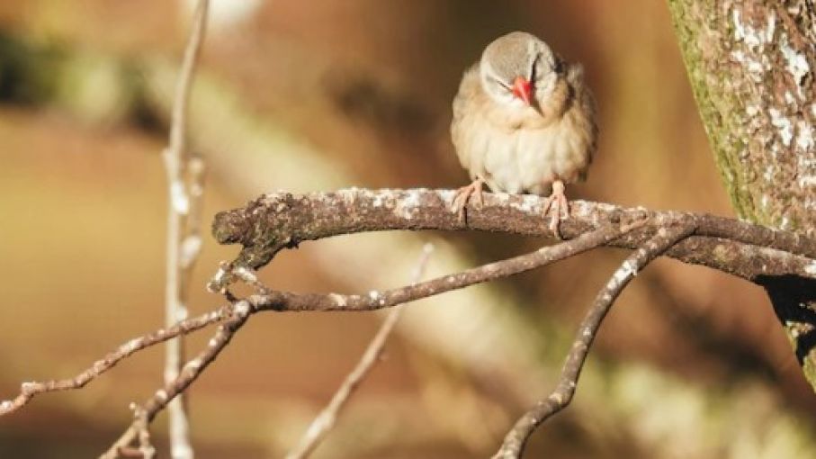 América Latina, la región que ha perdido más población animal en el mundo