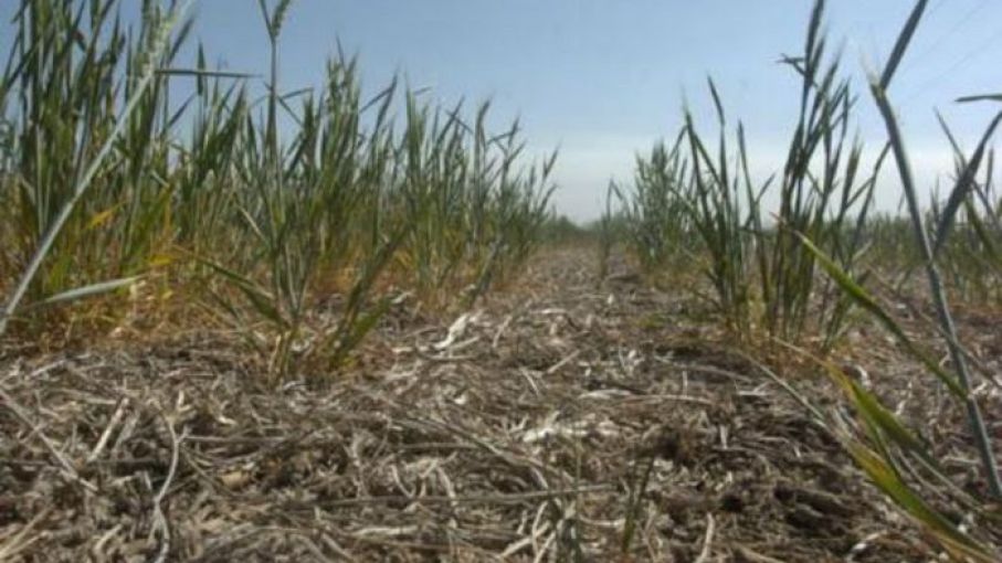 El nivel de producción de trigo enciende las alertas: muchos productores intentan recomprar su posición