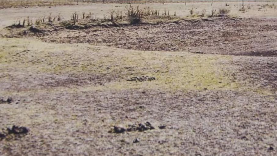 Uruguay: Emergencia agropecuaria por sequía