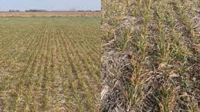 Caída de la Soja y Freno del Trigo: ¿Qué Está Reconfigurando el Mercado de Granos en Argentina?