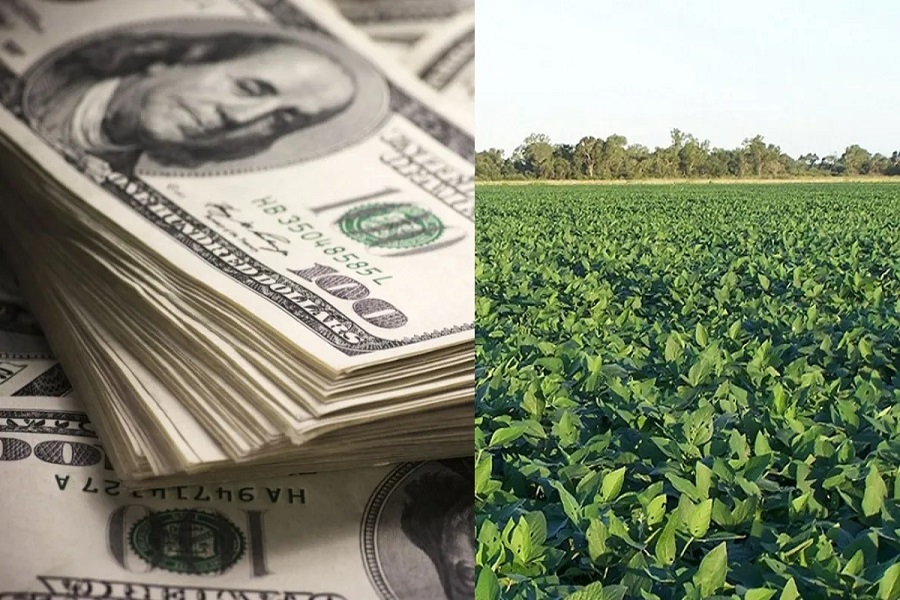 Sin dólar soja, en octubre se derrumbó 85% la liquidación de divisas