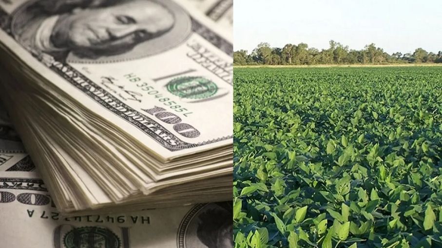 "Guerra" por el dólar soja III: críticas internas en el Gobierno y el pedido del campo