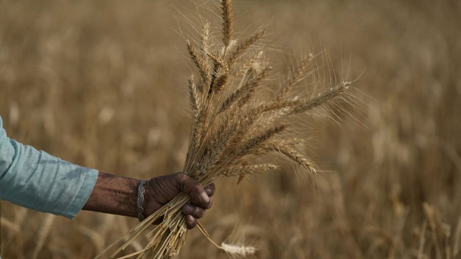 La cosecha de trigo se encuentra en muy mal estado por la sequia en USA