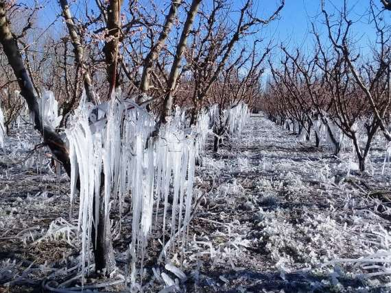 Por heladas productores mendocinos estimas pérdidas del 100 % en vid y olivos