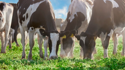 Mastellone Hnos. se convierte en la primera empresa argentina y de la región en obtener el sello de bienestar animal para sus productos