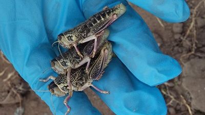 Alerta fitosanitaria por Tucura sapo