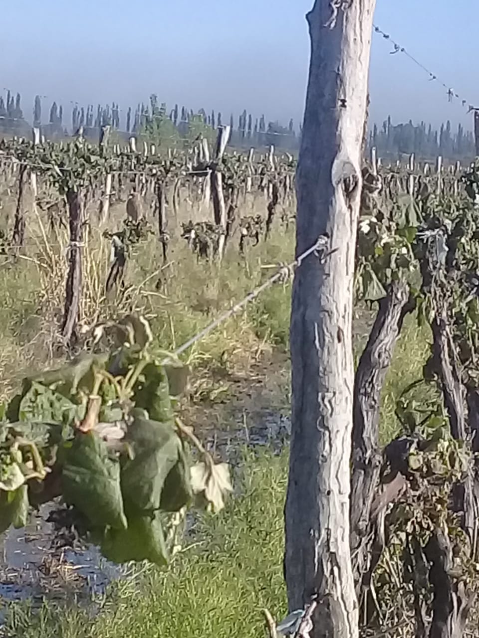 Río Negro: productores vitivinícolas estiman pérdidas totales por las heladas