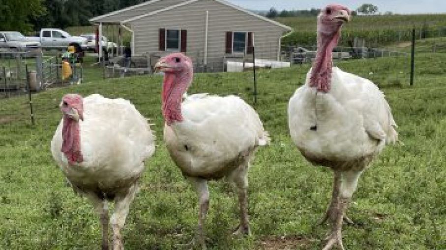 Perdidas por gripe aviar record en EEUU