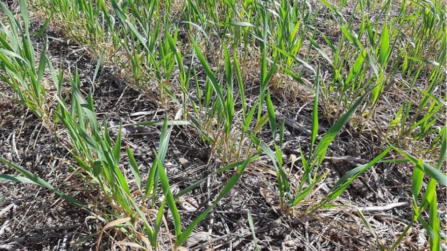 Buenos Aires y La Pampa, con mayor superficie de trigo en condiciones normales a buenas