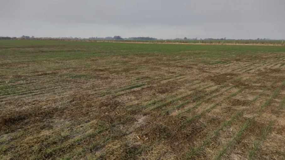 La sequía continuará con una fuerte intensidad hasta febrero, según expertos de Agronomía de la UBA