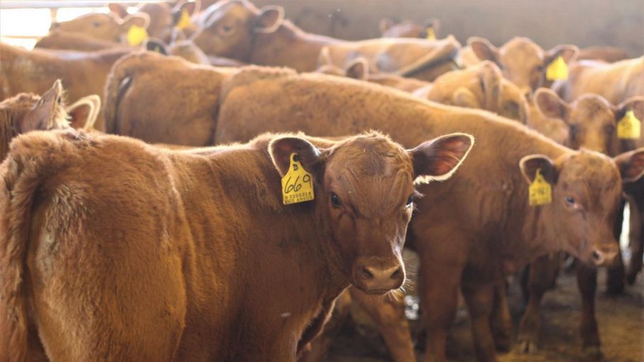 Prevén que en 2023 la demanda mundial de carne siga creciendo por encima de la oferta exportable