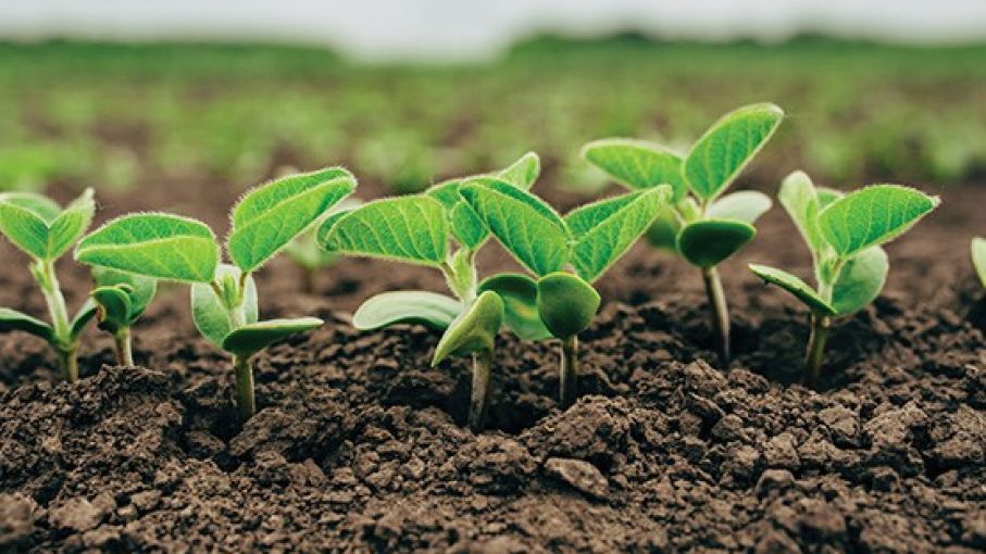 Innovador bioestimulante que reduce el estrés e incrementa el rinde