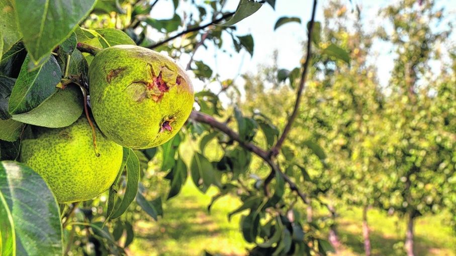 Afirman que el daño por heladas y granizo afectó en más de un 30% la fruta en Río Negro