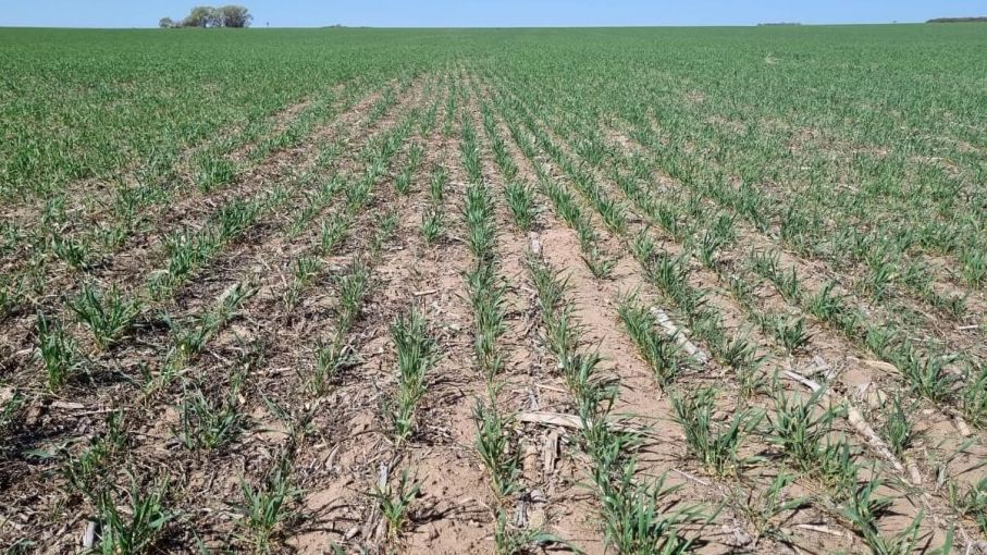 Sequía: advierten que será la peor campaña agrícola de las últimas cinco