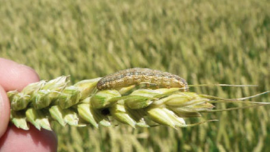 Información y buenas prácticas para adelantarse a la acción de insectos de suelo