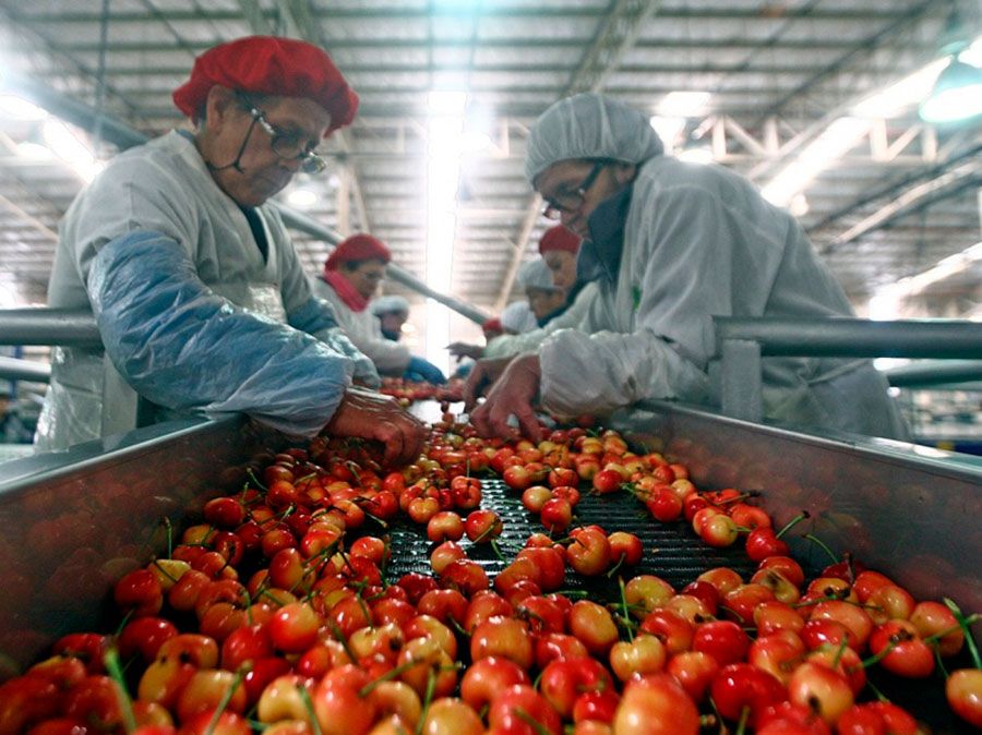 Exportaciones de fruta chilena obstaculizadas por huelga de camioneros