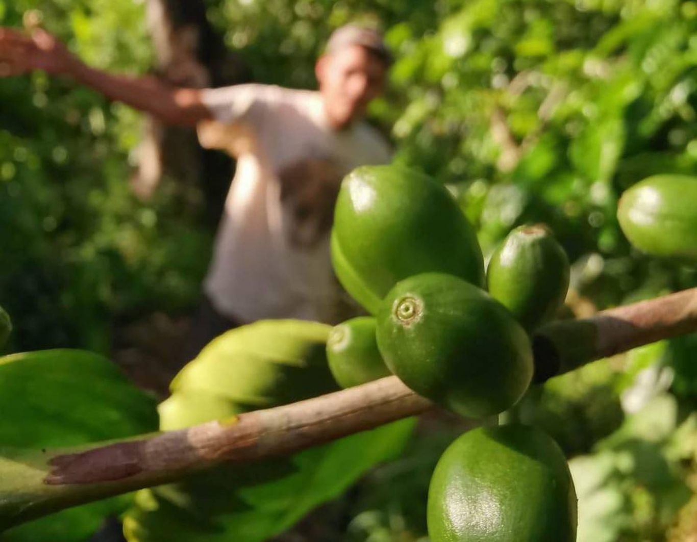 La variedad de café de Honduras que podría emular el éxito del Geisha de Panamá