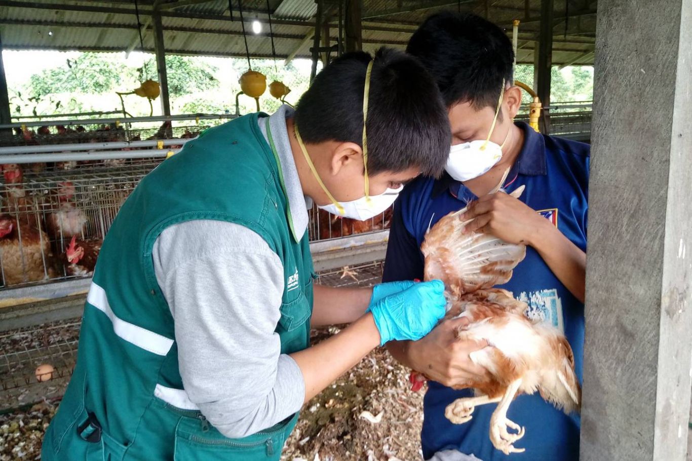 Gripe aviar en Perú: Los detalles de la alerta sanitaria y todo lo que debe saber