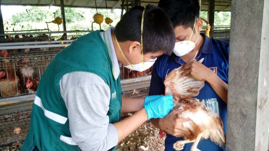 Gripe aviar en Perú: Los detalles de la alerta sanitaria y todo lo que debe saber