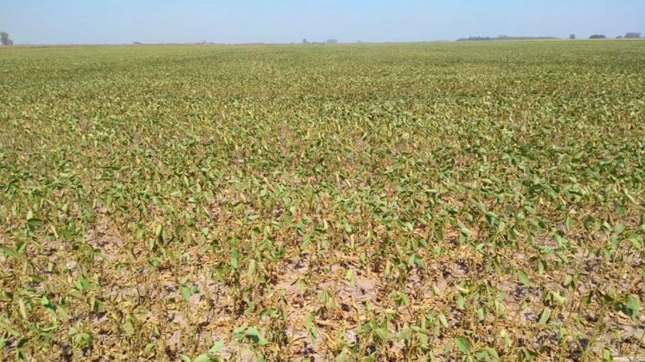 La sequía en el campo argentino es la peor desde que comenzó el nuevo siglo