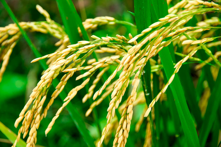 Proyectan un crecimiento del 8,4% en la siembra de arroz para la campaña 2024/25