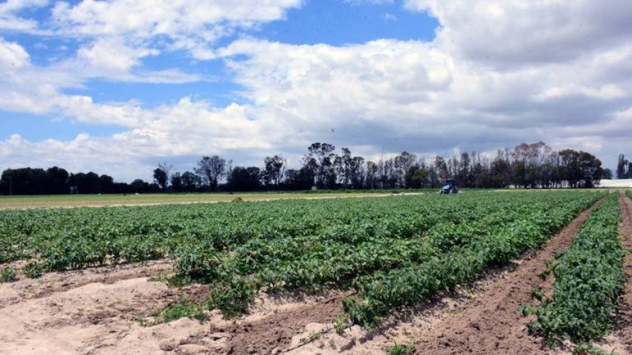 Semana terrible con 40 grados de temperatura y cultivos estresados