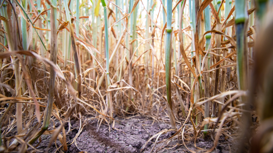 Impacto de la sequía en el Seguro Agropecuario