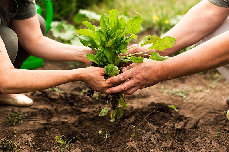 Llaman a fortalecer la producción agrícola y la seguridad social para salir de la crisis alimentaria