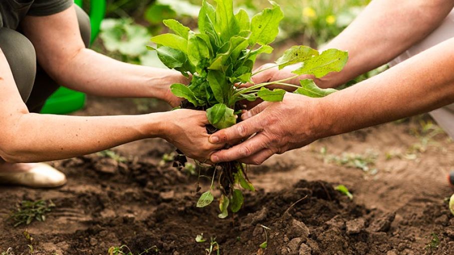 Llaman a fortalecer la producción agrícola y la seguridad social para salir de la crisis alimentaria