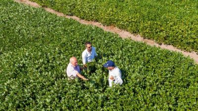 Bioestimulantes: herramientas clave para atenuar el impacto ambiental negativo sobre los cultivos y evitar pérdidas significativas en el rinde
