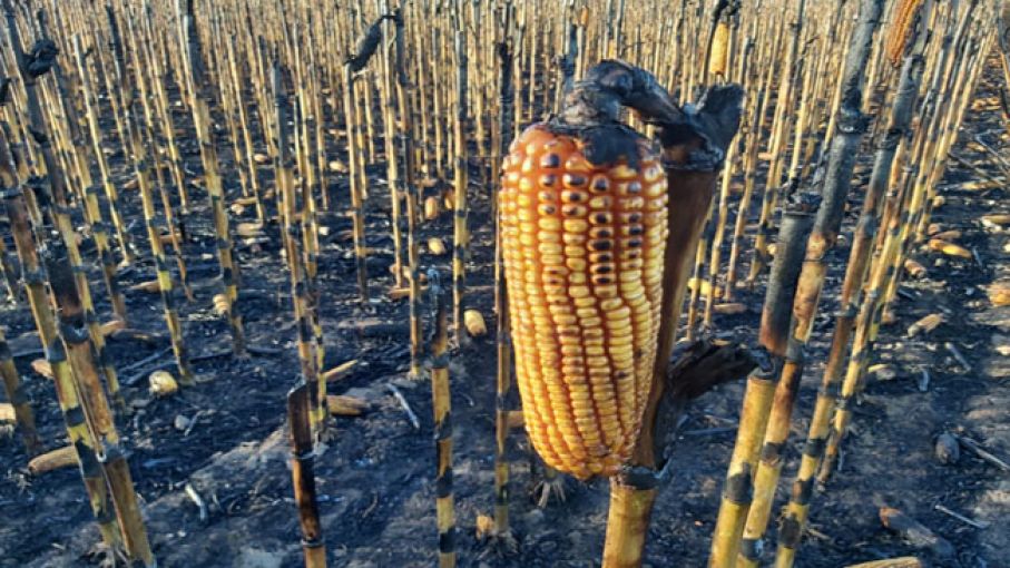 La ineficacia de las autoridades por el tema de los incendios es alarmante, dice CRA