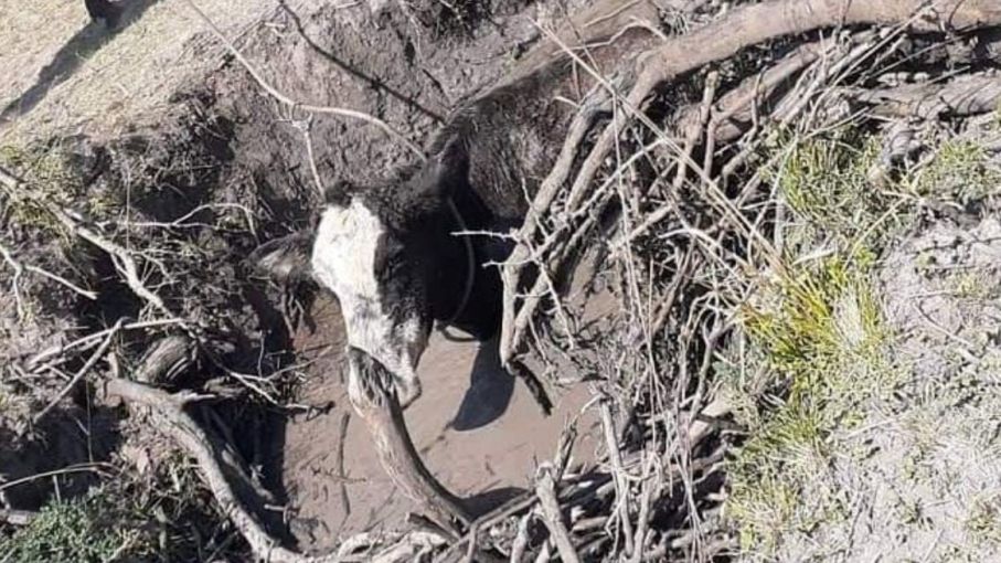 Se homologó la Emergencia Agropecuaria para la provincia de Santa Fe