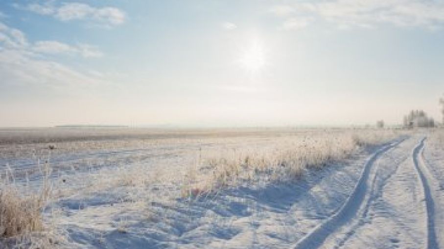 Trigo vuelve a subir por preocupaciones climaticas en EEUU