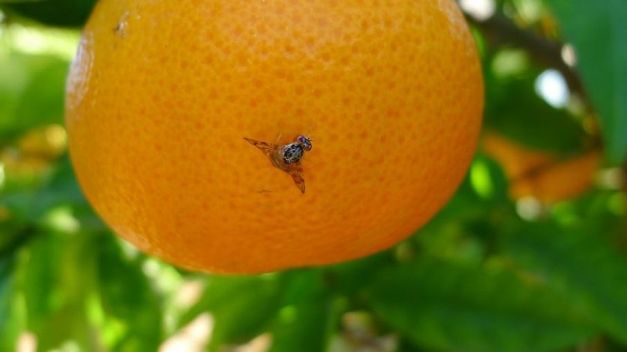 Áreas libres de Mosca de los frutos: Medidas para el ingreso de fruta fresca cítrica hospedante