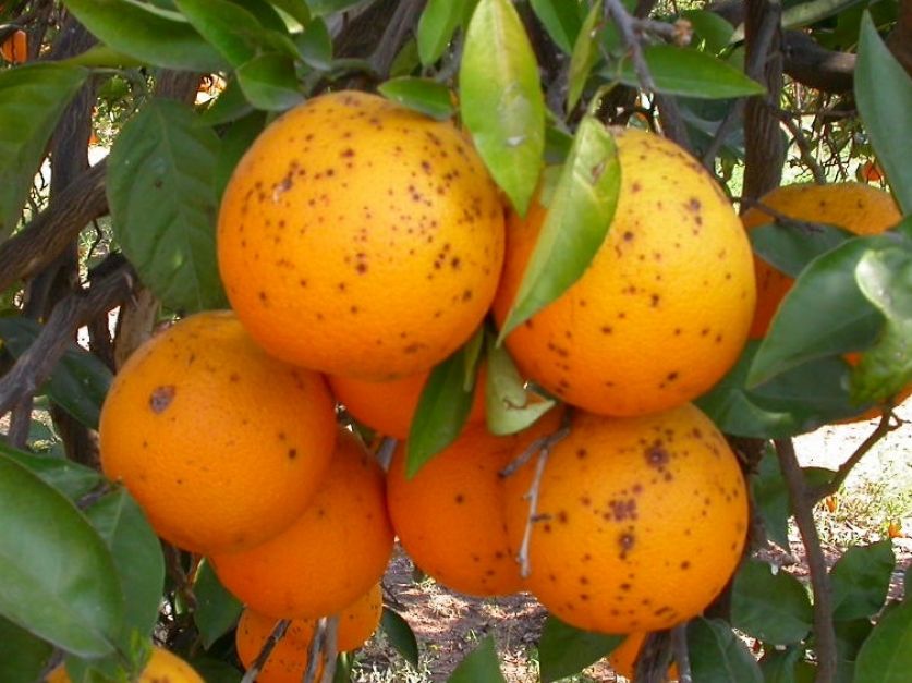 INTA alertó y recomendó acciones para evitar la plaga denominada mancha negra en cítricos