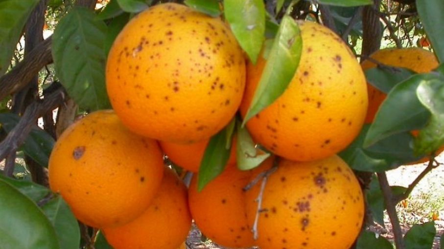 INTA alertó y recomendó acciones para evitar la plaga denominada mancha negra en cítricos