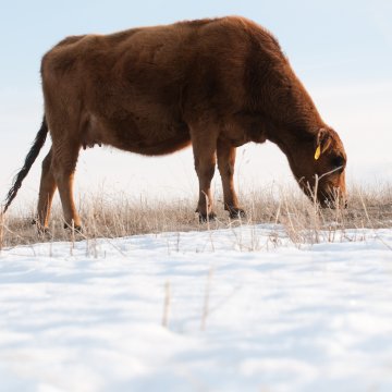 La nieve y el hielo afectan el pastoreo
