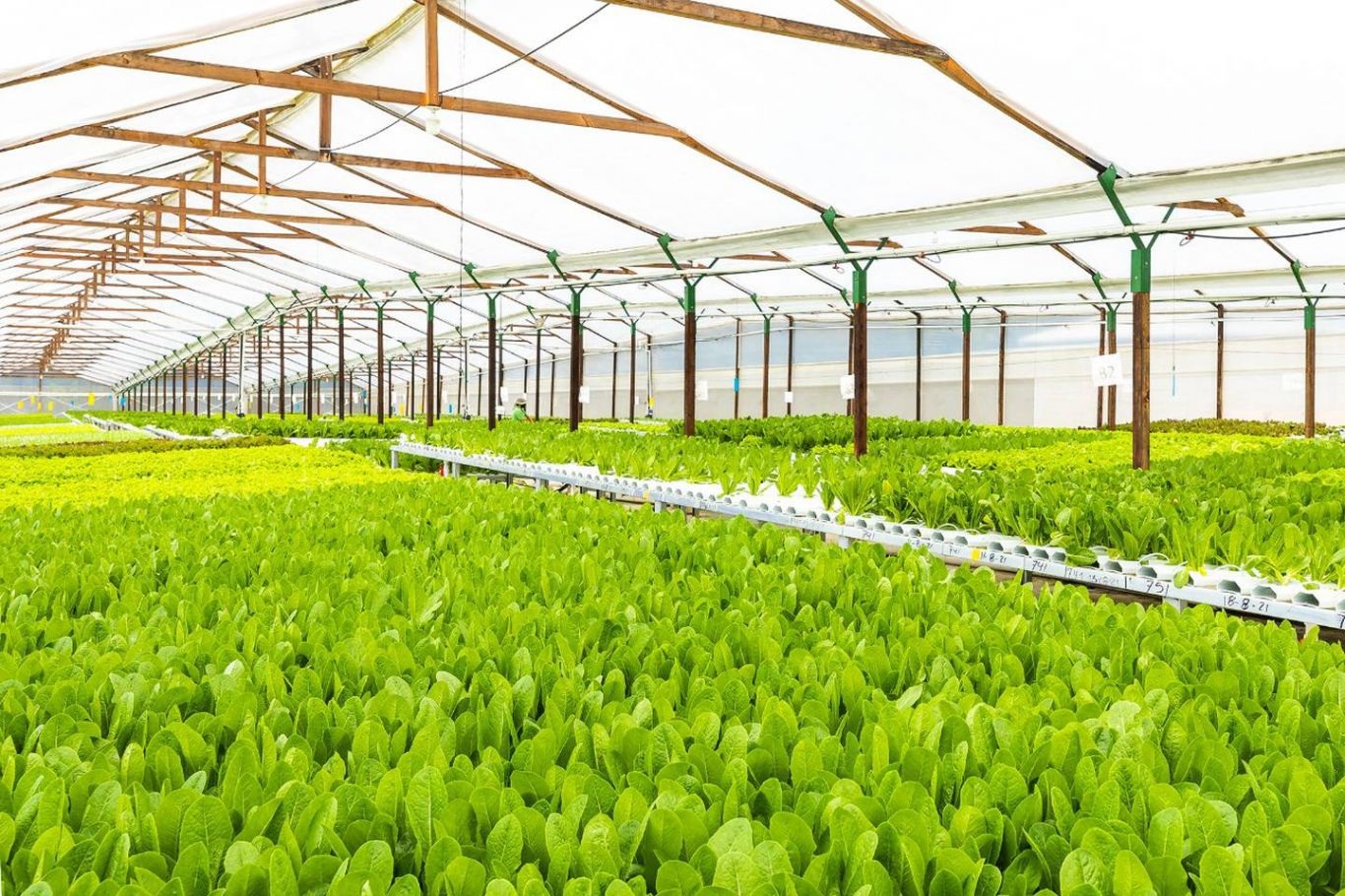 Vegetales hidropónicos de Guatemala llegan a otros mercados de Centroamérica