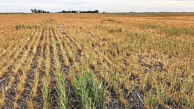 Para la Rural de Rosario el 2023 será un año perdido para el campo
