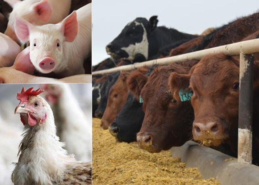 La producción de carnes y aves se desacelerará a pesar de las sólidas ganancias de 2022