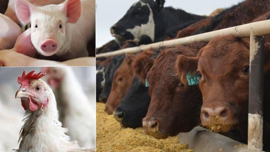 La producción de carnes y aves se desacelerará a pesar de las sólidas ganancias de 2022