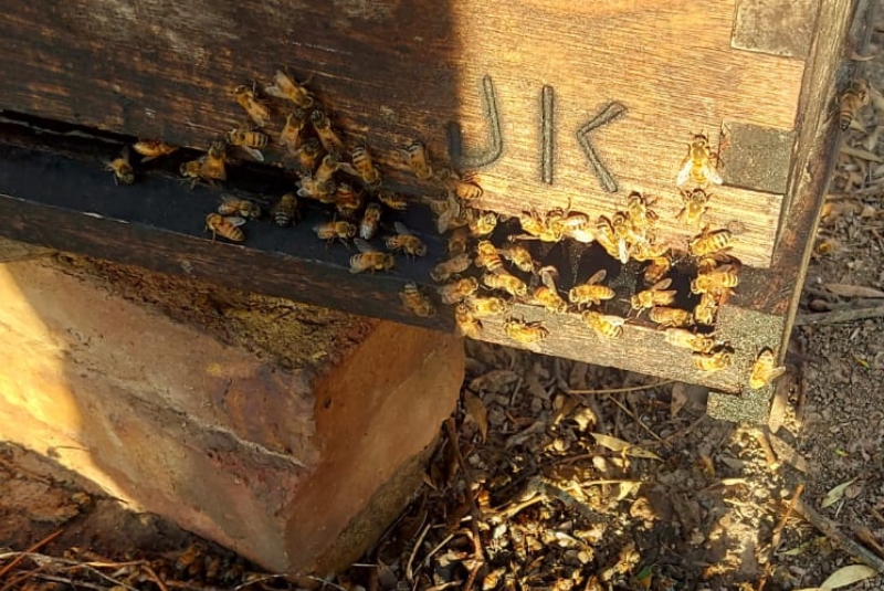 Evalúan parámetros productivos en abejas reinas adaptadas regionalmente