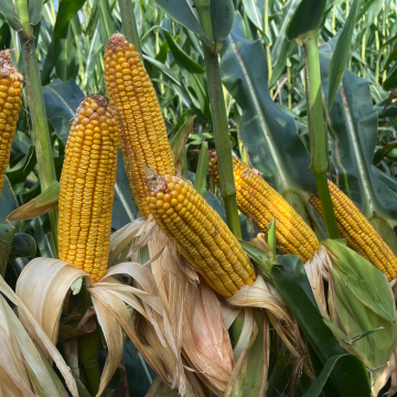 Las estimaciones de Maiz del USDA