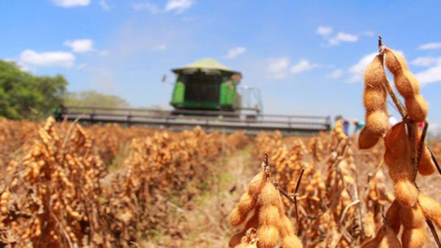 Desde que arrancó el año la soja perdió más de u$s14