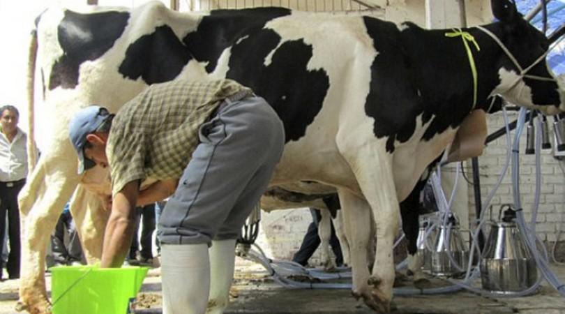 Destinan $ 8.104 millones para asistir a productores tamberos